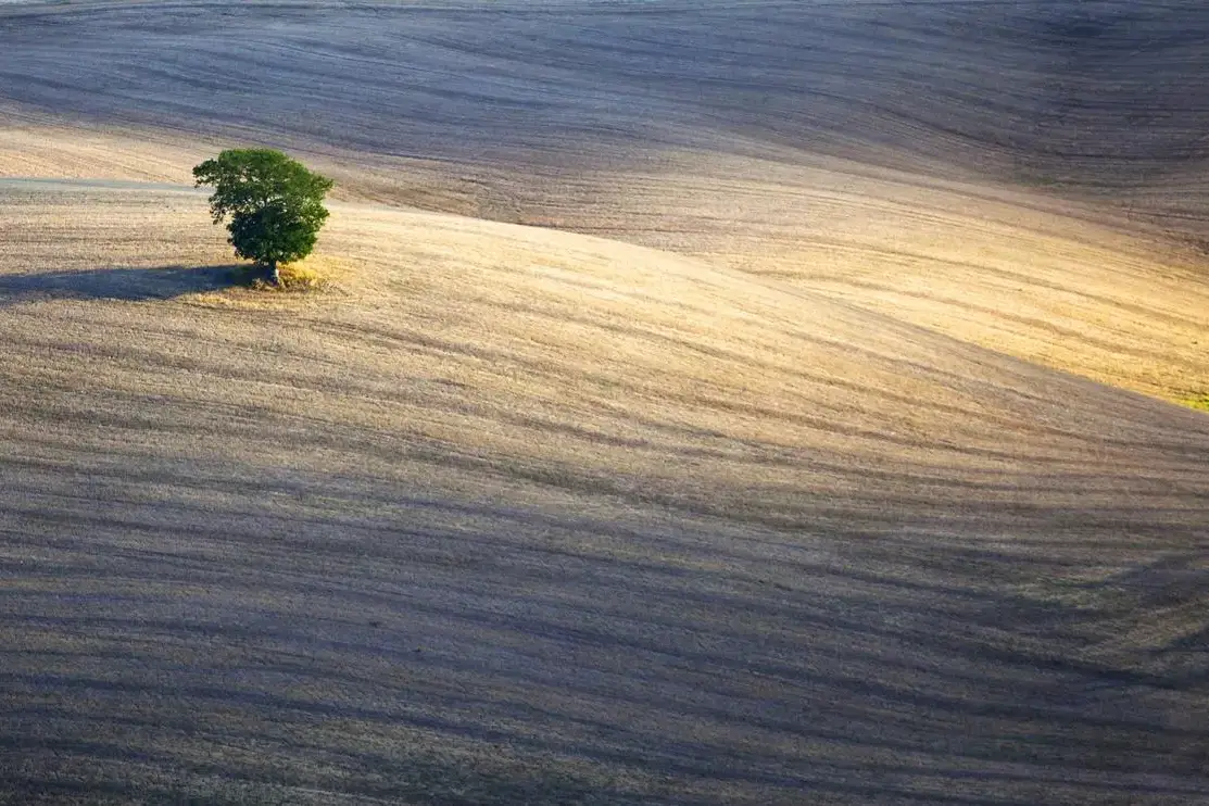 A tree in view