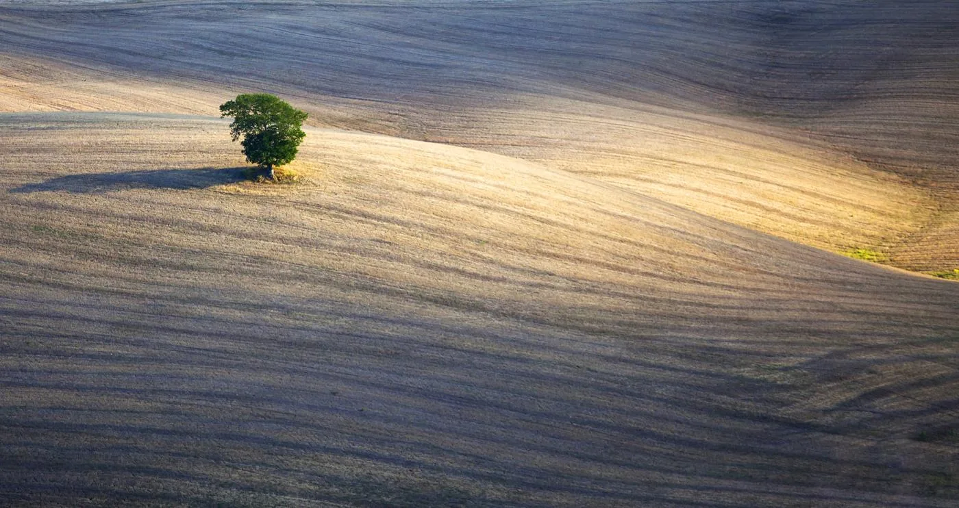 A tree in view